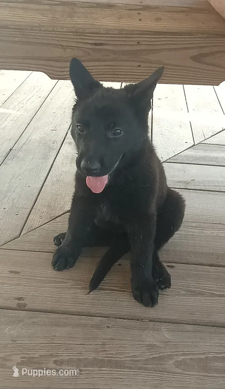 Purple  – German Shepherd Dog puppy for sale in Screven, GA
