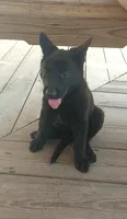 Purple , a female German Shepherd Dog for sale in Screven, GA – 1 of 2