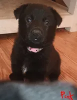 Pink, a female German Shepherd Dog for sale in Screven, GA – 2 of 2