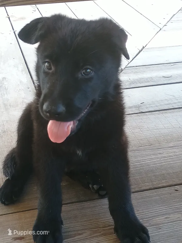 Blue – German Shepherd Dog puppy for sale in Screven, GA