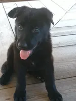 Blue, a male German Shepherd Dog for sale in Screven, GA – 1 of 2