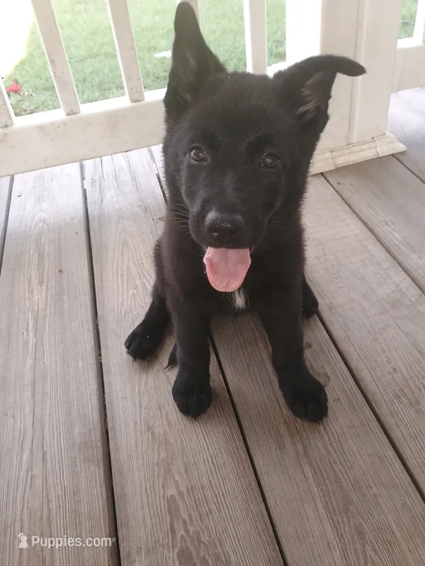 Pink – German Shepherd Dog puppy for sale in Screven, GA