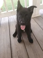 Pink, a female German Shepherd Dog for sale in Screven, GA – 1 of 2
