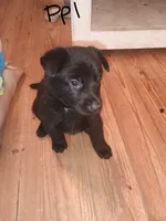 Purple , a female German Shepherd Dog for sale in Screven, GA – 2 of 2