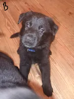 Blue, a male German Shepherd Dog for sale in Screven, GA – 2 of 2
