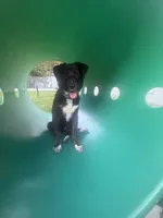 Luna, a female Border Collie and Labrador Retriever for sale in Woodland Hills, CA – 6 of 6