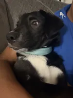 Luna, a female Border Collie and Labrador Retriever for sale in Woodland Hills, CA – 1 of 6