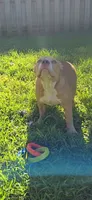 Dot, a female American Bully for sale in Cherry Hill, NJ – 4 of 7