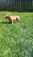 Boulder, a male American Bully for sale in Cherry Hill, NJ – 7 of 7