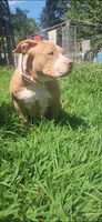 Peanut, a female American Bully for sale in Cherry Hill, NJ – 4 of 7