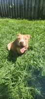 Peanut, a female American Bully for sale in Cherry Hill, NJ – 7 of 7