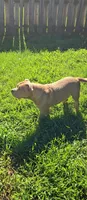 Boulder, a male American Bully for sale in Cherry Hill, NJ – 5 of 6