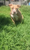Peanut, a female American Bully for sale in Cherry Hill, NJ – 2 of 7