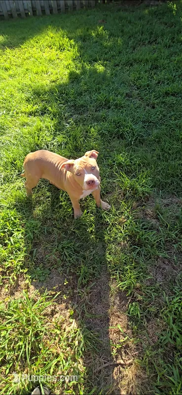 Dot – American Bully puppy for sale in Cherry Hill, NJ