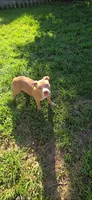 Dot, a female American Bully for sale in Cherry Hill, NJ – 3 of 7