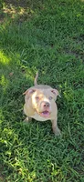 Hunny, a male American Bully for sale in Cherry Hill, NJ – 4 of 8