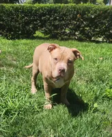 Boulder, a male American Bully for sale in Cherry Hill, NJ – 5 of 7
