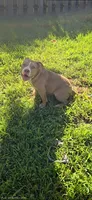 Scarlette, a female American Bully for sale in Cherry Hill, NJ – 8 of 9