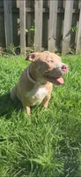 Dot, a female American Bully for sale in Cherry Hill, NJ – 6 of 6