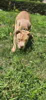 Boulder, a male American Bully for sale in Cherry Hill, NJ – 6 of 7
