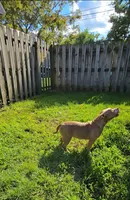 Scarlette, a female American Bully for sale in Cherry Hill, NJ – 2 of 9