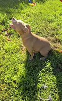 Scarlette, a female American Bully for sale in Cherry Hill, NJ – 5 of 9