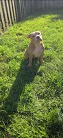 Dot, a female American Bully for sale in Cherry Hill, NJ – 5 of 7