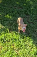Scarlette, a female American Bully for sale in Cherry Hill, NJ – 6 of 9