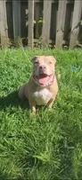 Dot, a female American Bully for sale in Cherry Hill, NJ – 2 of 6