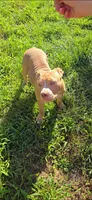 Dot, a female American Bully for sale in Cherry Hill, NJ – 6 of 7
