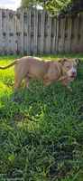 Scarlette, a female American Bully for sale in Cherry Hill, NJ – 3 of 9