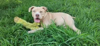 Honey, a female American Bully for sale in Cherry Hill, NJ – 2 of 4