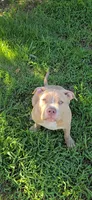 Hunny, a male American Bully for sale in Cherry Hill, NJ – 8 of 8