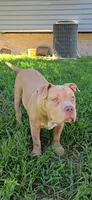 Boulder, a male American Bully for sale in Cherry Hill, NJ – 3 of 6