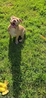 Hunny, a male American Bully for sale in Cherry Hill, NJ – 7 of 8