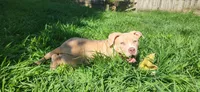 Honey, a female American Bully for sale in Cherry Hill, NJ – 3 of 4
