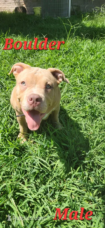 Boulder – American Bully puppy for sale in Cherry Hill, NJ