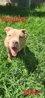 Boulder, a male American Bully for sale in Cherry Hill, NJ – 1 of 7