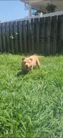 Boulder, a male American Bully for sale in Cherry Hill, NJ – 2 of 7
