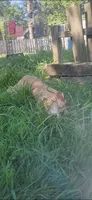 Dot, a female American Bully for sale in Cherry Hill, NJ – 5 of 6