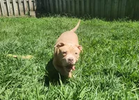 Boulder, a male American Bully for sale in Cherry Hill, NJ – 3 of 7