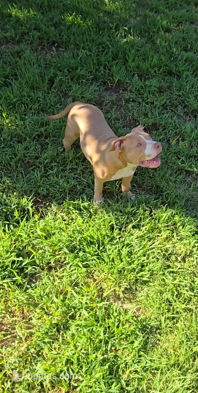 Scarlette – American Bully puppy for sale in Cherry Hill, NJ