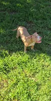 Scarlette, a female American Bully for sale in Cherry Hill, NJ – 1 of 9