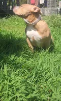 Peanut, a female American Bully for sale in Cherry Hill, NJ – 3 of 7