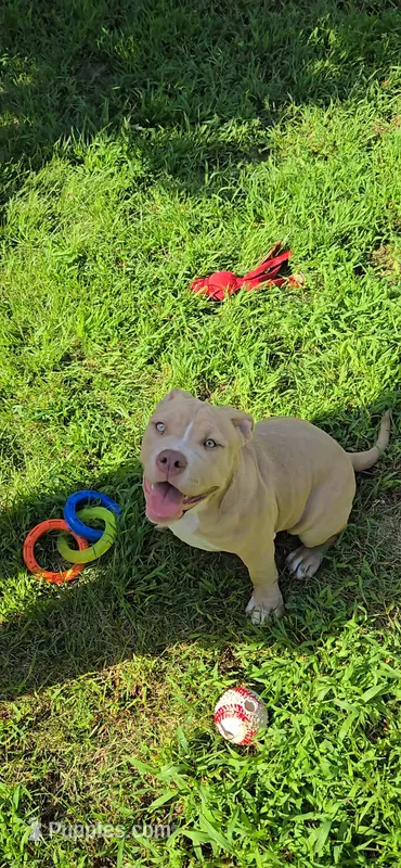 Hunny – American Bully puppy for sale in Cherry Hill, NJ