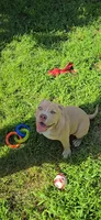 Hunny, a male American Bully for sale in Cherry Hill, NJ – 1 of 8