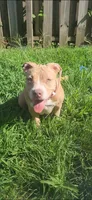 Dot, a female American Bully for sale in Cherry Hill, NJ – 3 of 6