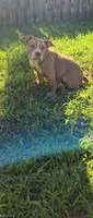 Scarlette, a female American Bully for sale in Cherry Hill, NJ – 7 of 9