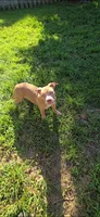Dot, a female American Bully for sale in Cherry Hill, NJ – 7 of 7