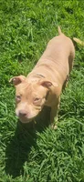 Boulder, a male American Bully for sale in Cherry Hill, NJ – 4 of 7